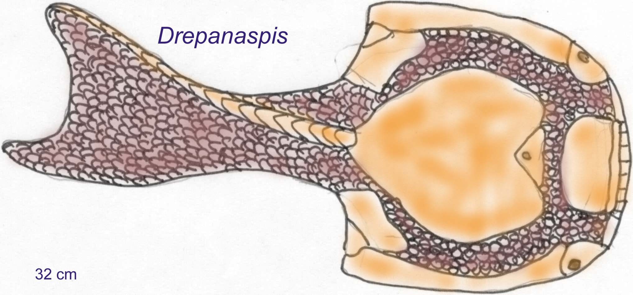 jawless-fish